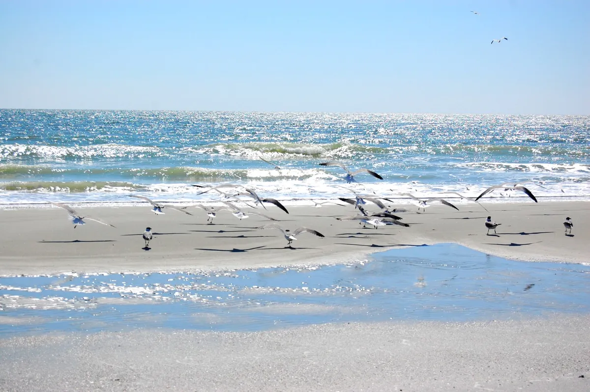 This image presents a tranquil sandy beach bordered by gentle waves and shimmering water, with seagulls flying above. The shoreline feels inviting and peaceful, representing the classic beach day experience.
